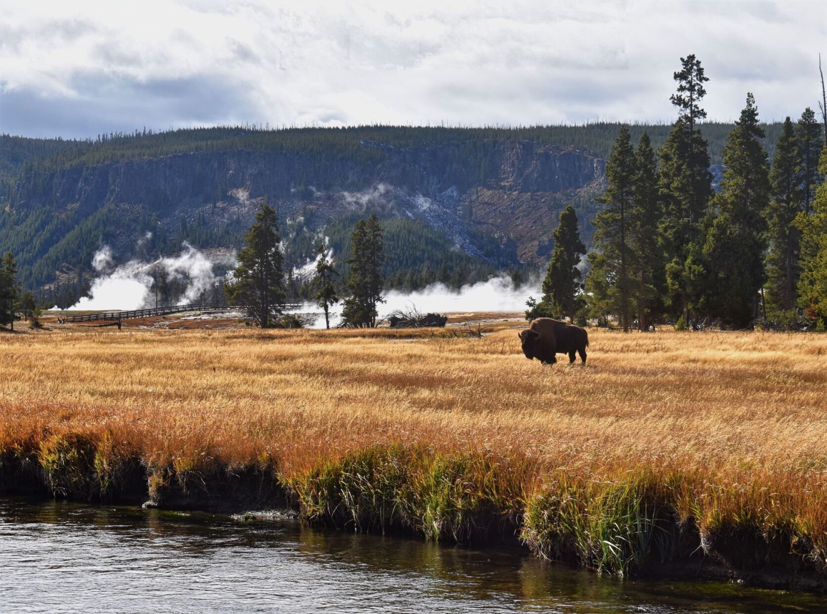 Lone Bison in Yellowstone's Upper Geyser Basin